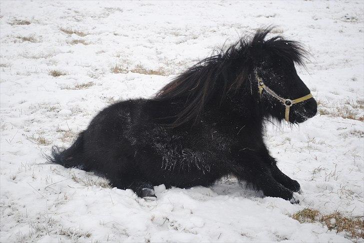 Shetlænder Alfred - december 2010 billede 14