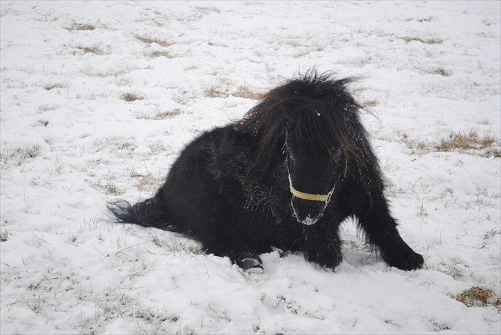 Shetlænder Alfred - december 2010, en rulletur i sneen billede 15