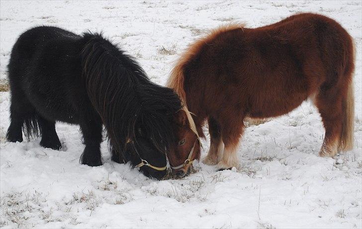 Shetlænder Alfred - Alma skraber sneen væk og Alfred kommer og spiser.. drillepind. billede 16