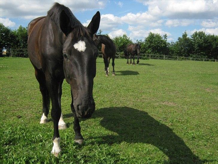 Holstener Fantaghiro' *solgt* billede 2