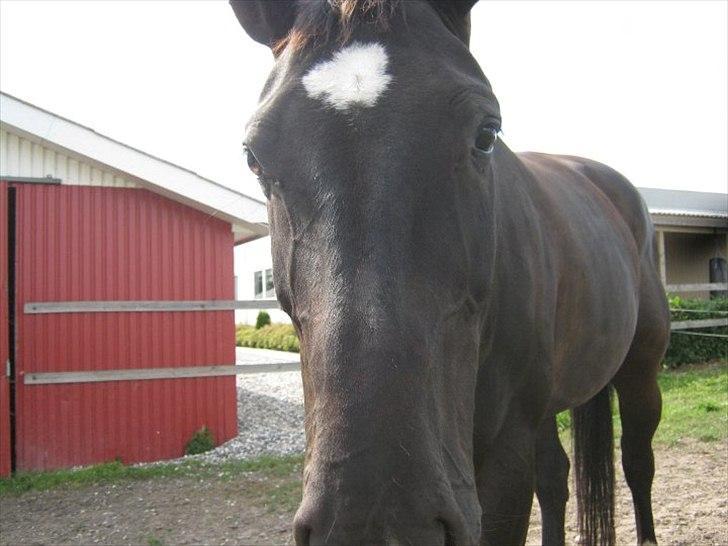 Holstener Fantaghiro' *solgt* billede 3