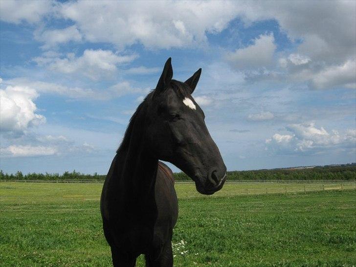 Holstener Fantaghiro' *solgt* billede 4