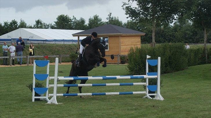 Holstener Fantaghiro' *solgt* - hendes første stævne :) LC i TØRK billede 6