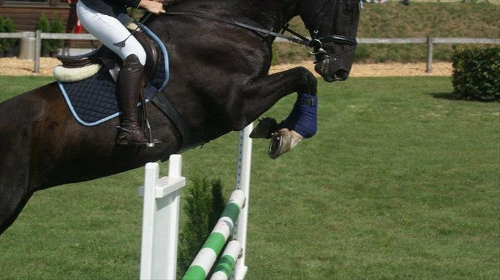 Holstener Fantaghiro' *solgt* - hendes første stævne :) LB i TØRK billede 7