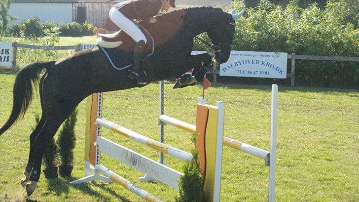 Holstener Fantaghiro' *solgt* - hendes første stævne :) LC i TØRK billede 8