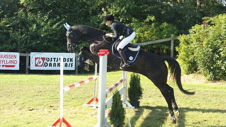 Holstener Fantaghiro' *solgt* - hendes første stævne :) LC i TØRK billede 10