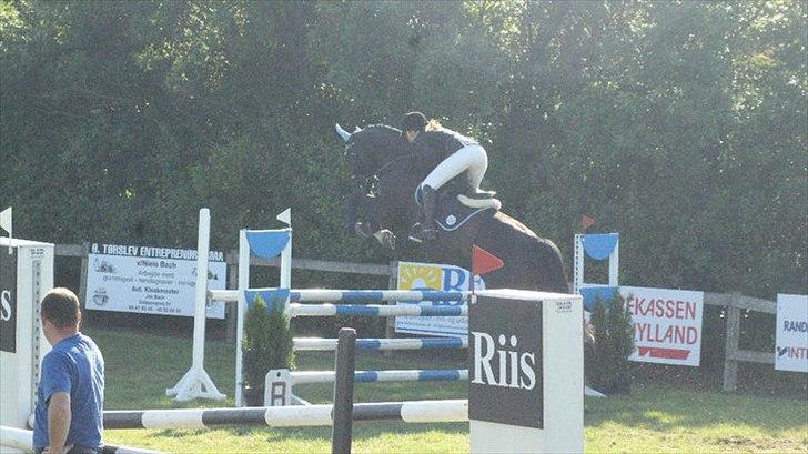 Holstener Fantaghiro' *solgt* - hendes første stævne :) LB i TØRK billede 11