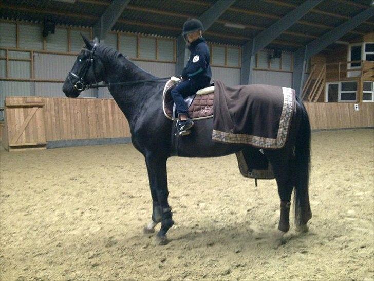 Holstener Fantaghiro' *solgt* - Min lillebror Joey, og Ghiro´ :) mens hun stadig havde alt hendes vinterpels ;) billede 12