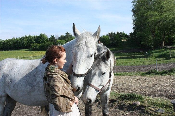 Lipizzaner Dragon - Sine, Dragon og Egon hygger på folden :) Maj ´11 billede 2