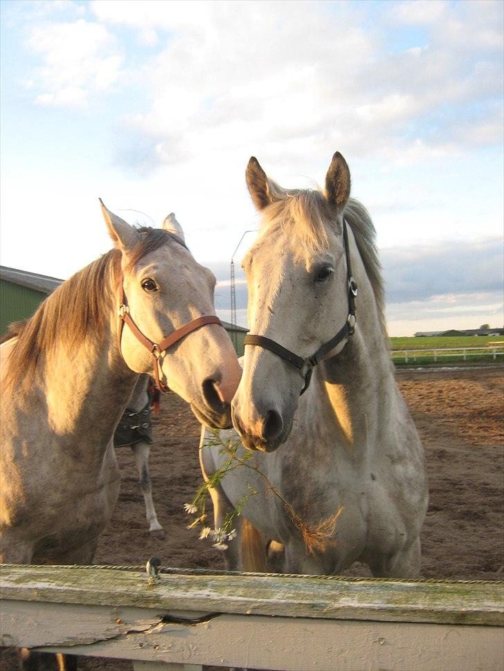 Lipizzaner Dragon - Egon og Dragon hygger <3 September 2010 billede 3