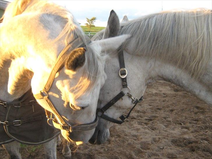 Lipizzaner Dragon - Cheval og Dragon (Y) de små bøsser.. September 2010 billede 8