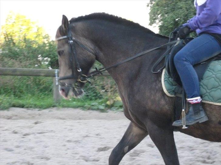 Anden særlig race Solly - Billede af Stine Slagstrup :D billede 10
