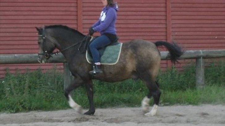 Anden særlig race Solly - Billede af Stine Slagstrup :D billede 15