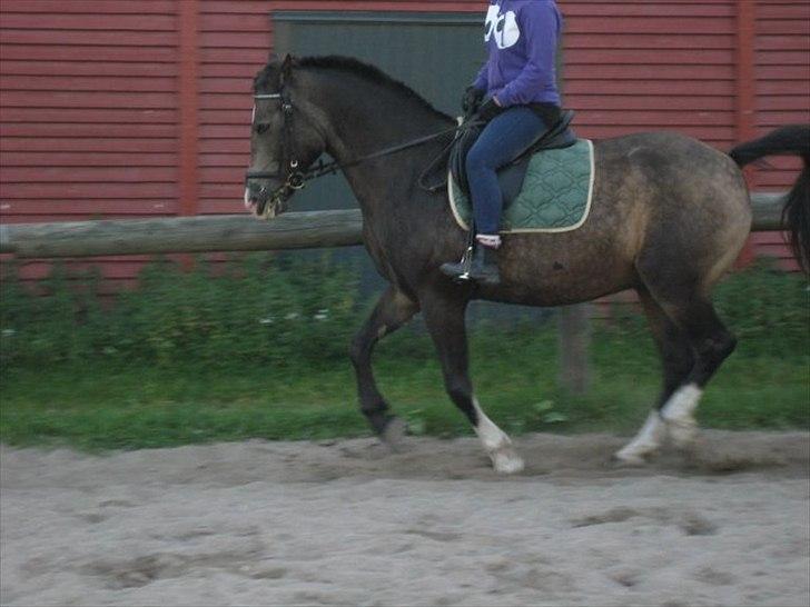 Anden særlig race Solly - Billede af Stine Slagstrup :D billede 17