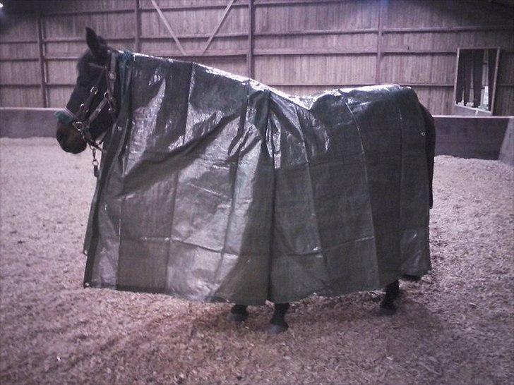 Dansk Varmblod Louis Vuitton (Leonardos) - Nu er han så ikke bange for plastik længere :D billede 12