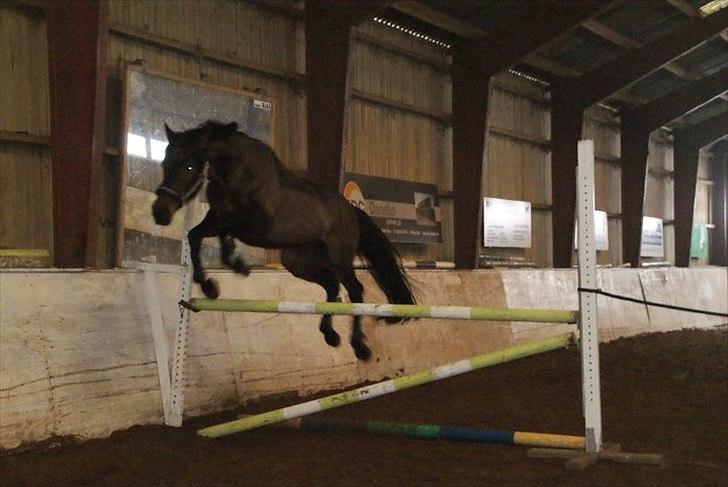 Dansk Varmblod Louis Vuitton (Leonardos) billede 11