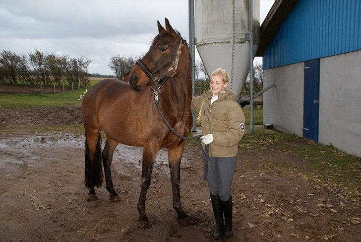 Dansk Varmblod Louis Vuitton (Leonardos) - Da var han lige kommet hjem da jeg havde købt ham :D billede 16