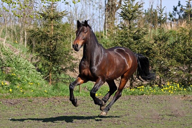 Irsk Sportspony captain jack billede 5