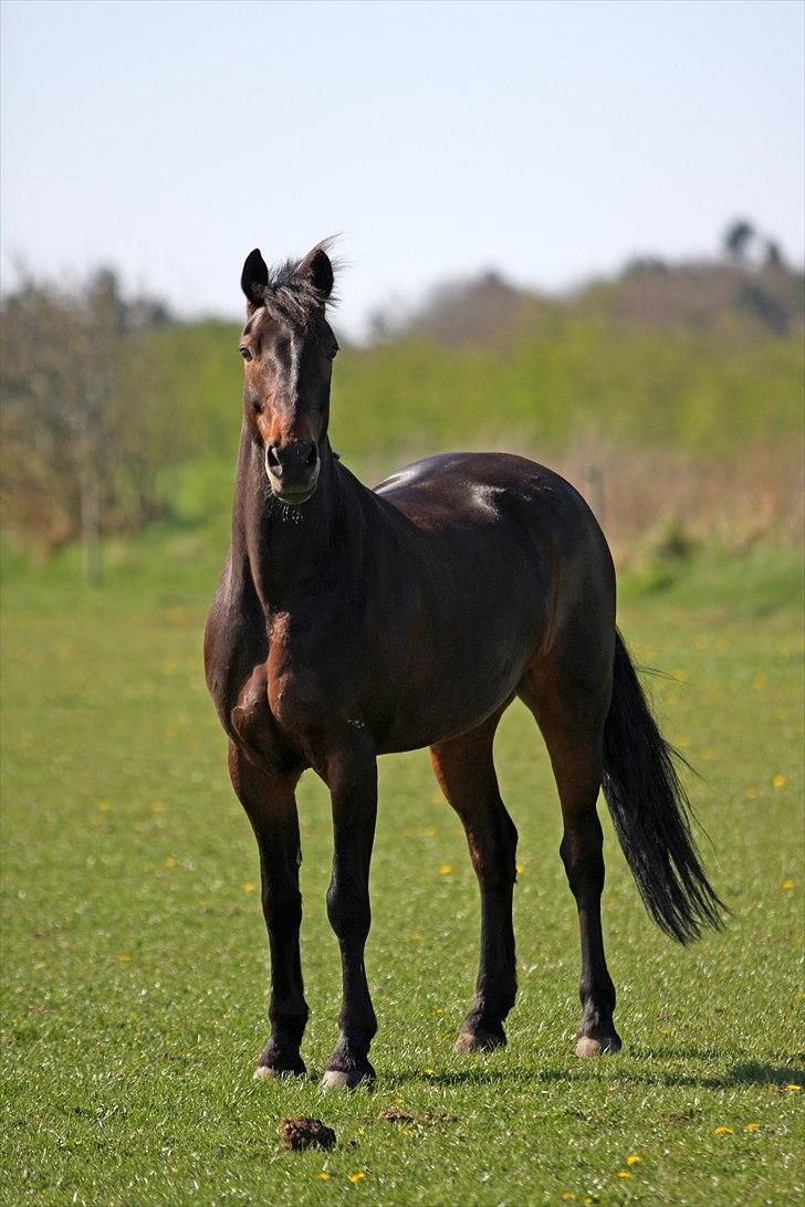 Irsk Sportspony captain jack billede 6