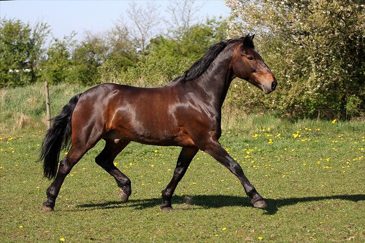 Irsk Sportspony captain jack billede 7