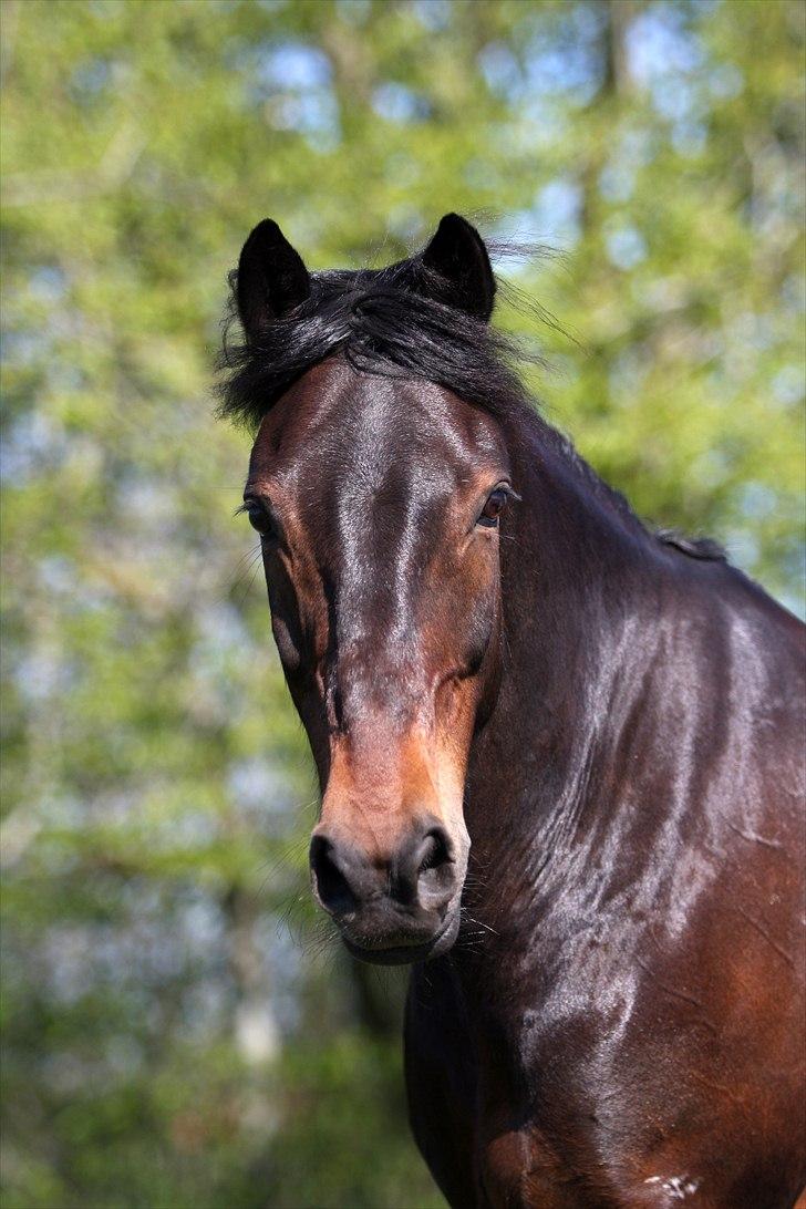 Irsk Sportspony captain jack billede 8