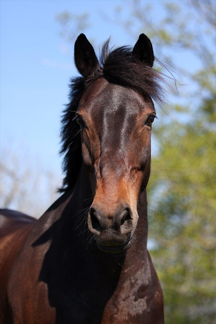 Irsk Sportspony captain jack billede 9