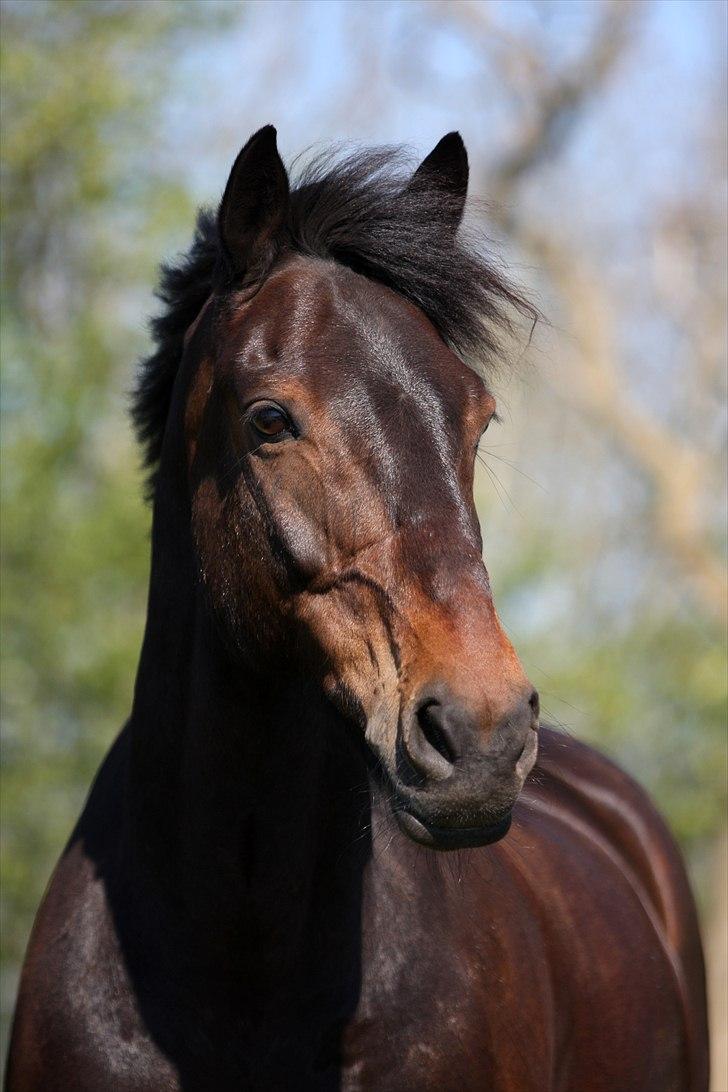 Irsk Sportspony captain jack billede 10