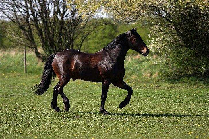 Irsk Sportspony captain jack billede 11