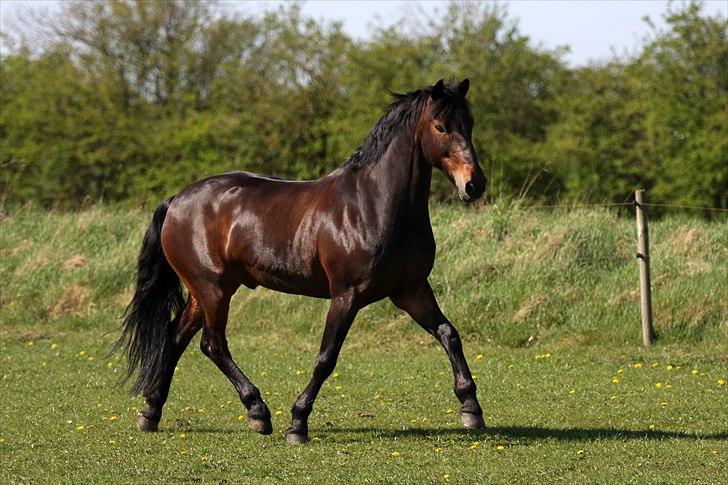 Irsk Sportspony captain jack billede 12