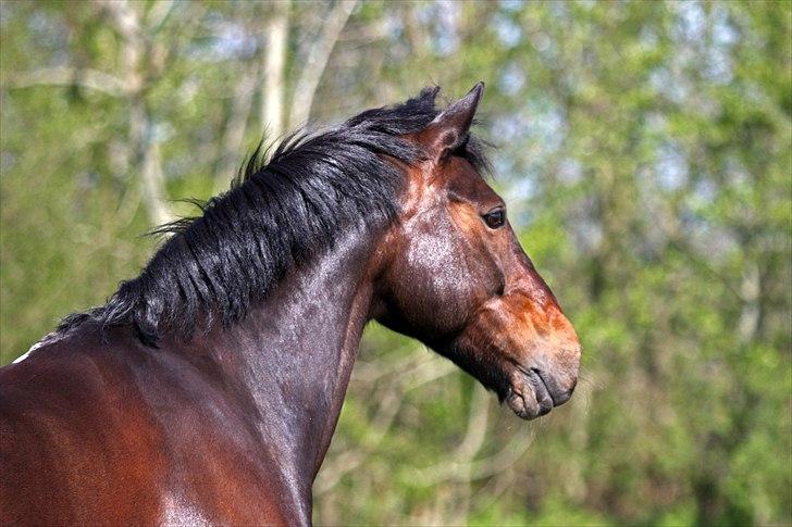 Irsk Sportspony captain jack billede 13