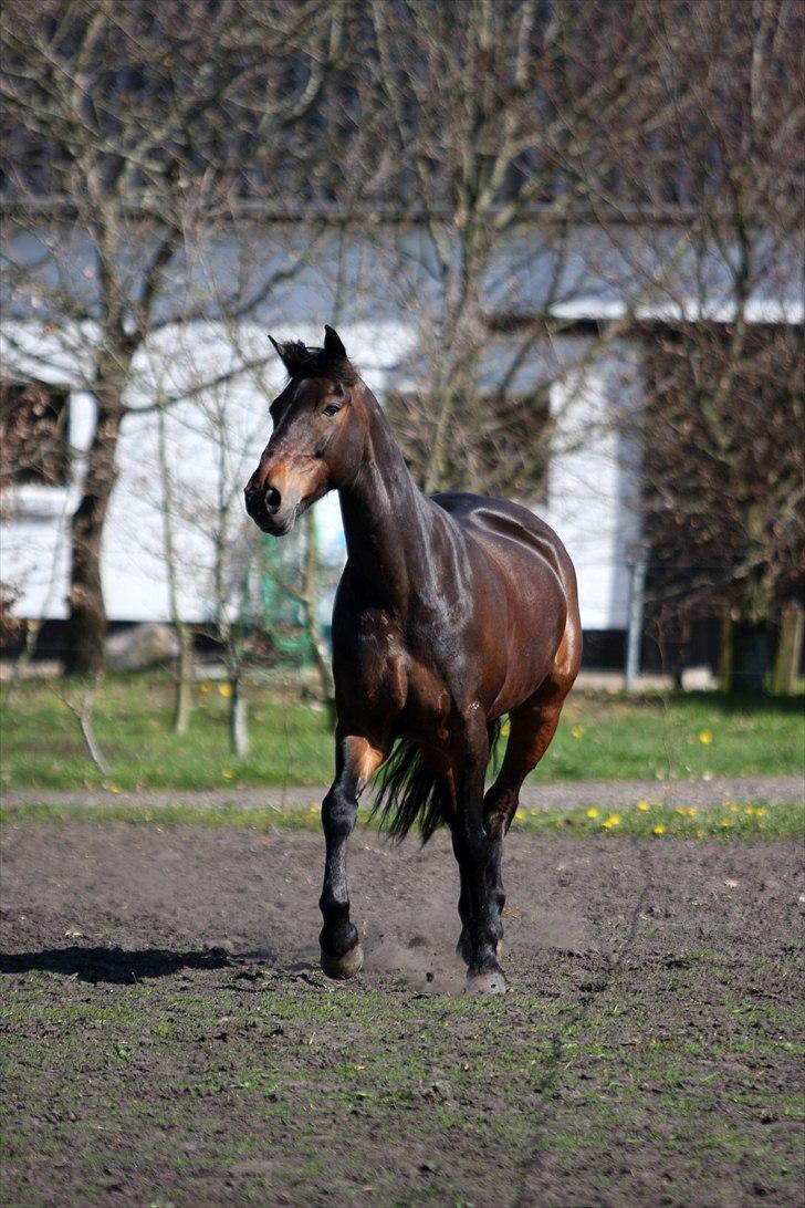 Irsk Sportspony captain jack billede 14