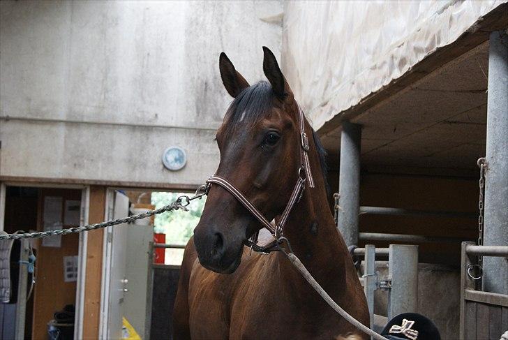 Trakehner Eros - Velkommen til Eros´ profil :) billede 1