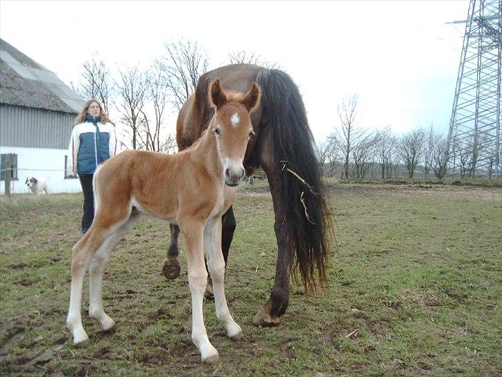 Welsh Cob (sec D) Midnight *Min mors* - Som føl billede 10