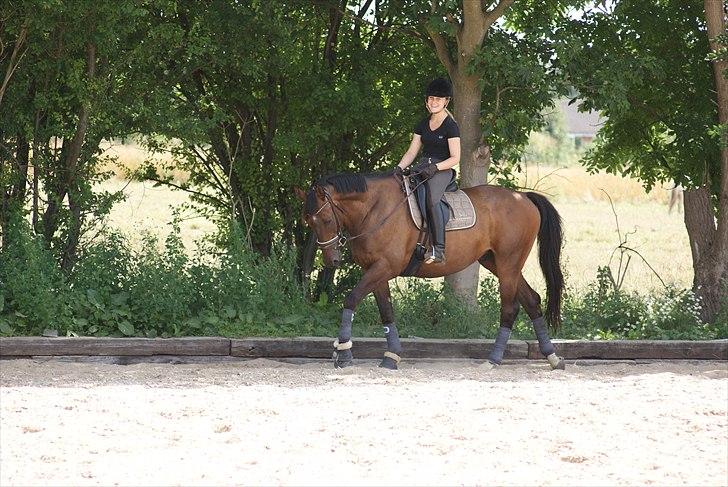 Trakehner Eros billede 2