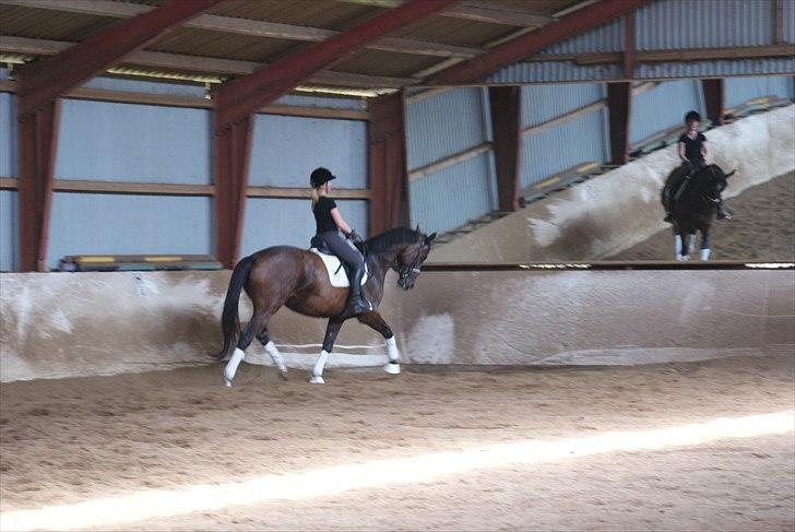 Trakehner Eros - Da jeg prøvede Eros.  billede 3