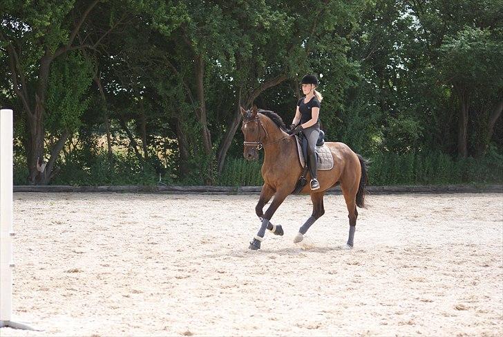 Trakehner Eros billede 4