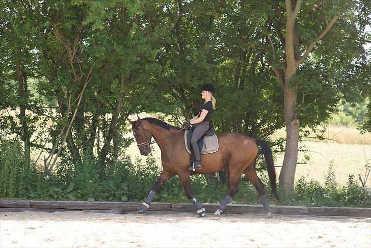Trakehner Eros billede 5
