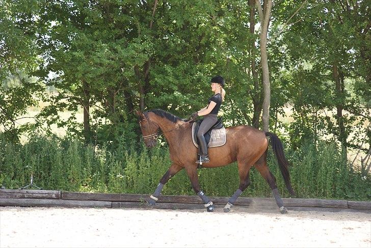 Trakehner Eros billede 6