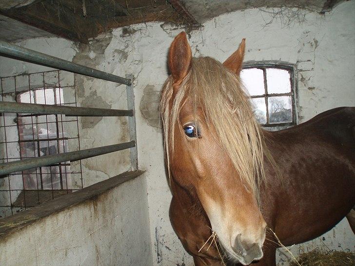 Welsh Cob (sec D) Midnight *Min mors* - Midnight som ung hingst billede 11