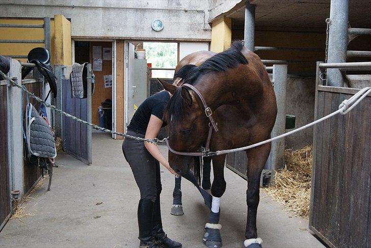 Trakehner Eros billede 8