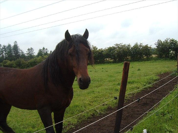 Welsh Cob (sec D) Midnight *Min mors* - Robin: far billede 12