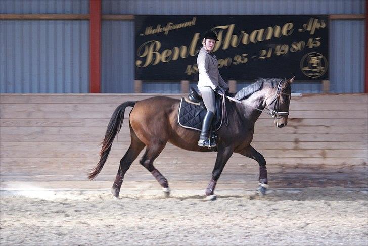 Trakehner Eros - Undskyld mig!!! Jeg ved ikke lige, hvad jeg laver :) billede 9