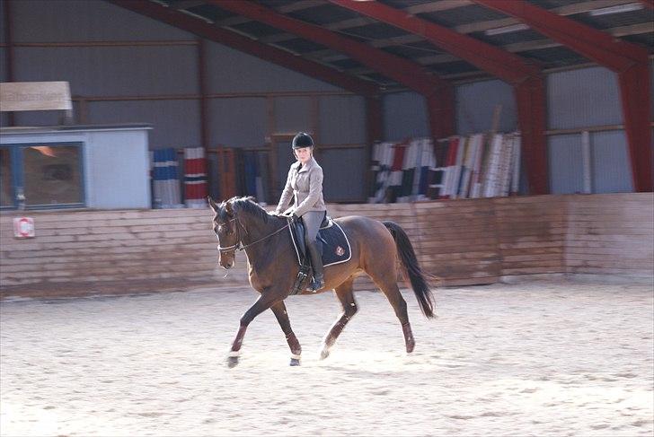 Trakehner Eros billede 10