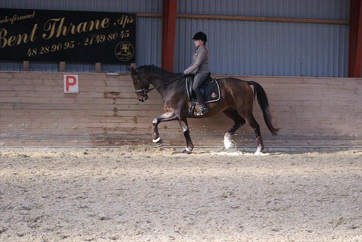 Trakehner Eros - Man kan vel også løfte futterne! Haha!  billede 11