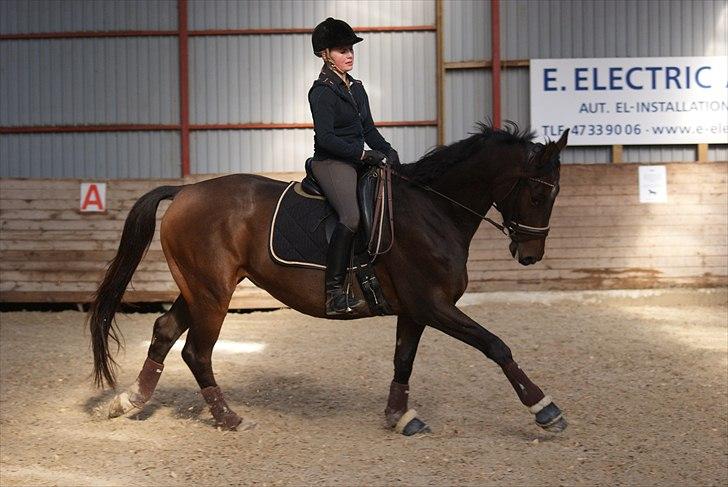 Trakehner Eros billede 12