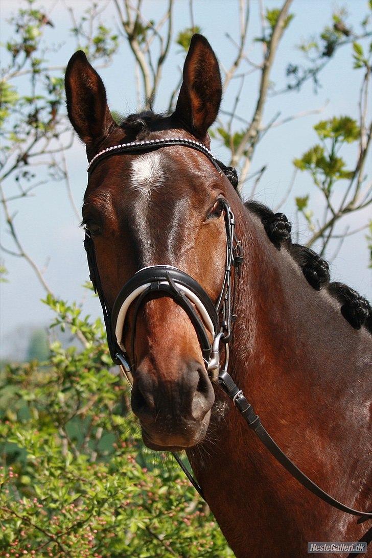 Trakehner Eros billede 13