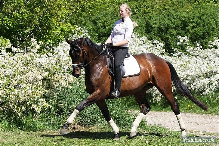 Trakehner Eros - Lille Eros hos forige ejer.  billede 14