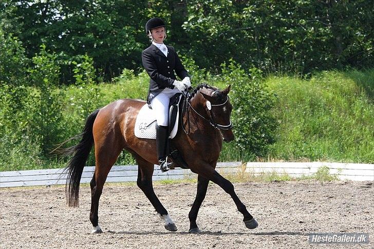 Trakehner Eros - Søde lille Eros til Trakehnerchampionatet :) billede 15