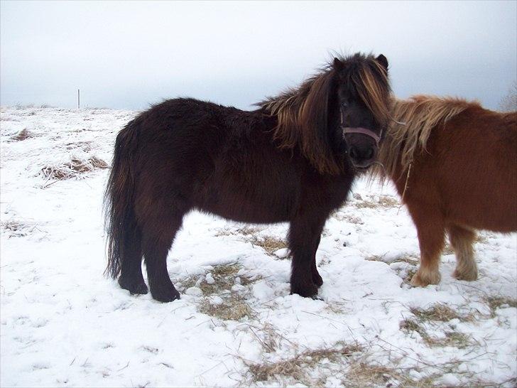 Shetlænder / Miniature Tulle - 18| Foto: JGM december -10. billede 18