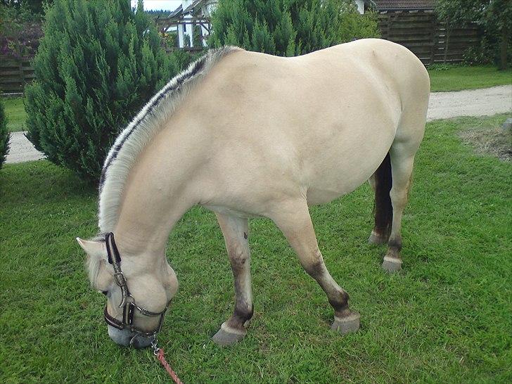 Fjordhest • Fimpe (Freja) billede 17